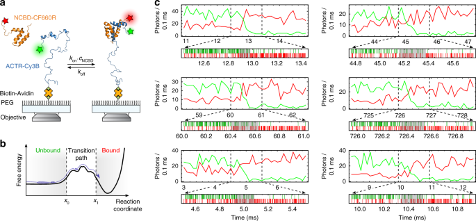Transition Path Times Of Coupled Folding And Binding Reveal The Formation Of An Encounter Complex Nature Communications