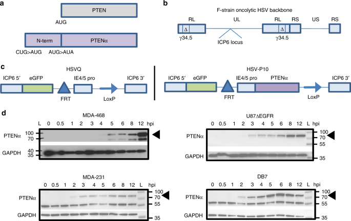 Pten Expression By An Oncolytic Herpesvirus Directs T Cell Mediated Tumor Clearance Nature Communications Pten Expression By An Oncolytic Herpesvirus Directs T Cell Mediated Tumor Clearance Nature Communications