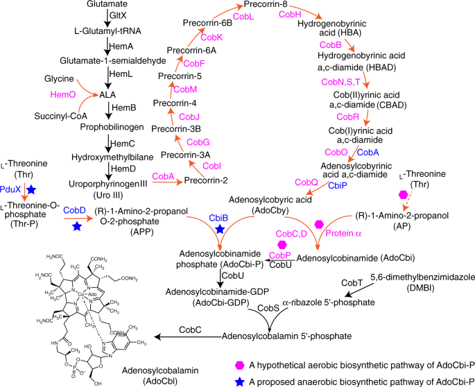 Metabolic engineering of Escherichia coli for de novo biosynthesis of vitamin  B12 | Nature Communications