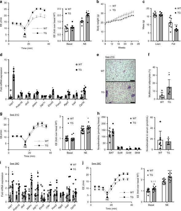 Adipocyte Secreted Bmp8b Mediates Adrenergic Induced