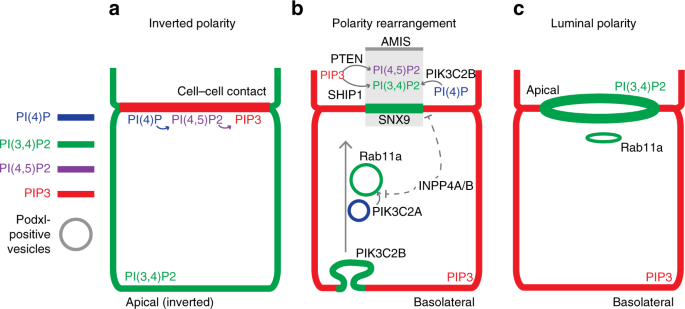 The phospholipid PI(3,4)P2 is an apical identity determinant | Nature  Communications