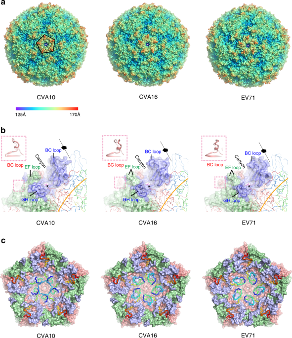Structures of Coxsackievirus A10 unveil the molecular mechanisms of