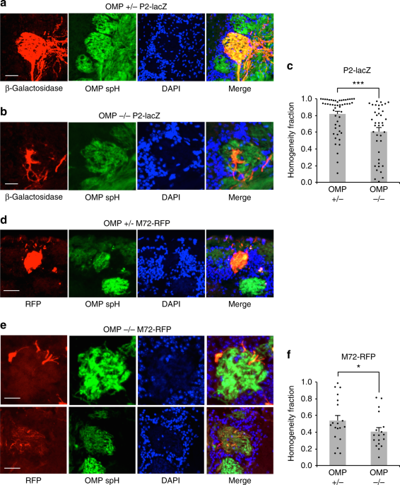 Olfactory marker protein (OMP) regulates formation and refinement of ...