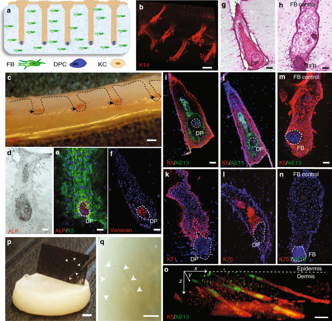 Tissue engineering of human hair follicles using a biomimetic ...