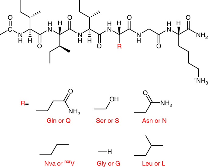 Nanoribbons Self Assembled From Short Peptides Demonstrate The Formation Of Polar Zippers Between B Sheets Nature Communications