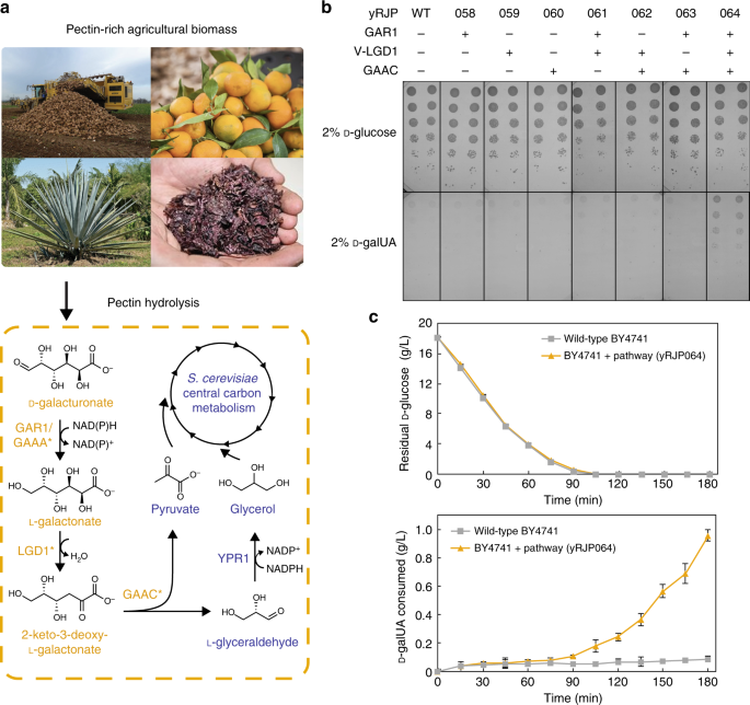 Engineering Saccharomyces Cerevisiae For Co Utilization Of D Galacturonic Acid And D Glucose From Citrus Peel Waste Nature Communications,Tulip Trees In Fall