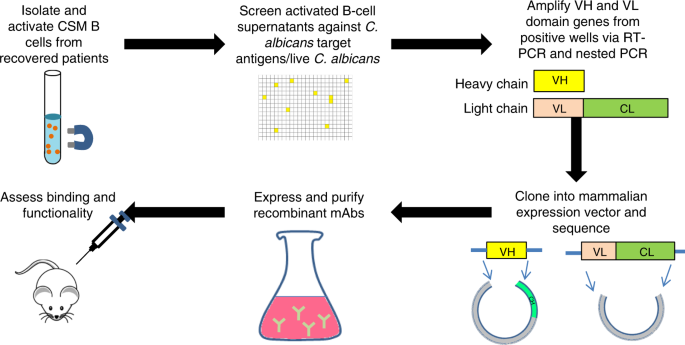 Single human B cell-derived monoclonal anti-Candida antibodies enhance  phagocytosis and protect against disseminated candidiasis | Nature  Communications