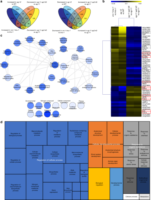 Chromatin Mediated Feed Forward Auxin Biosynthesis In Floral Meristem Determinacy Nature Communications