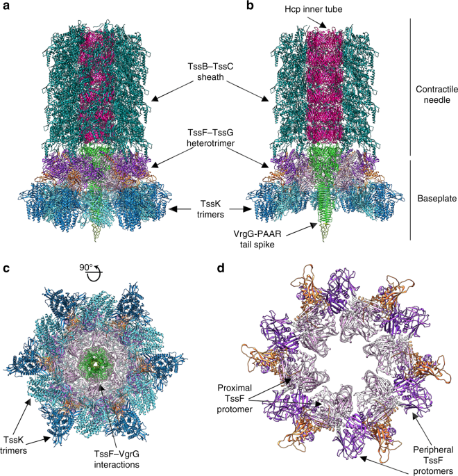 Structure of the type VI secretion system TssK–TssF–TssG baseplate ...