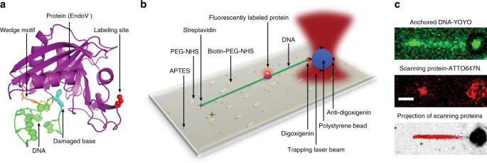 dna by endonuclease v