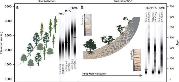 Removing the no-analogue bias in modern accelerated tree growth leads to  stronger medieval drought | Scientific Reports