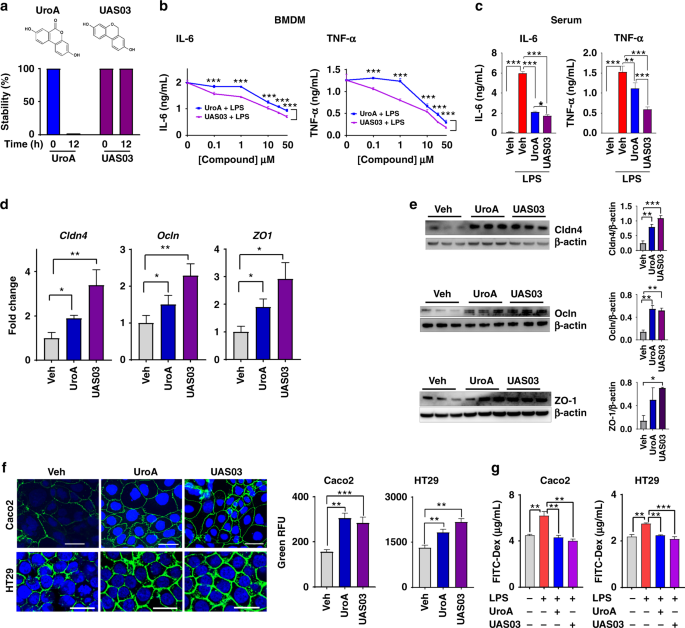 QnA VBage Enhancement of the gut barrier integrity by a microbial metabolite through the Nrf2 pathway