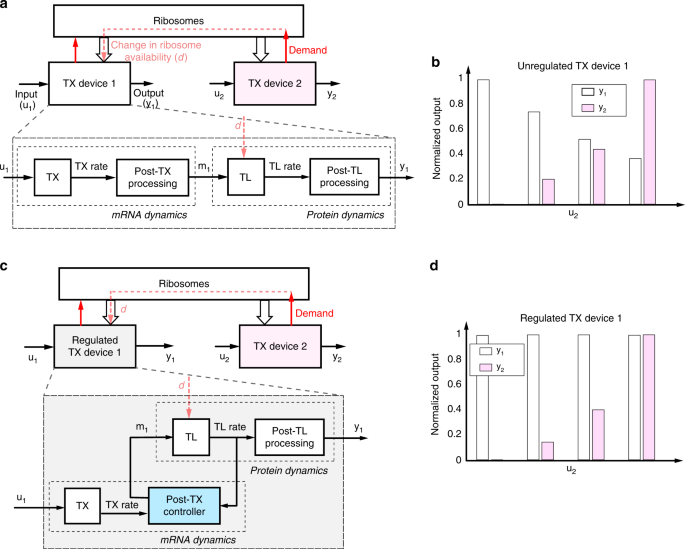 Dynamic allocation of orthogonal ribosomes facilitates uncoupling