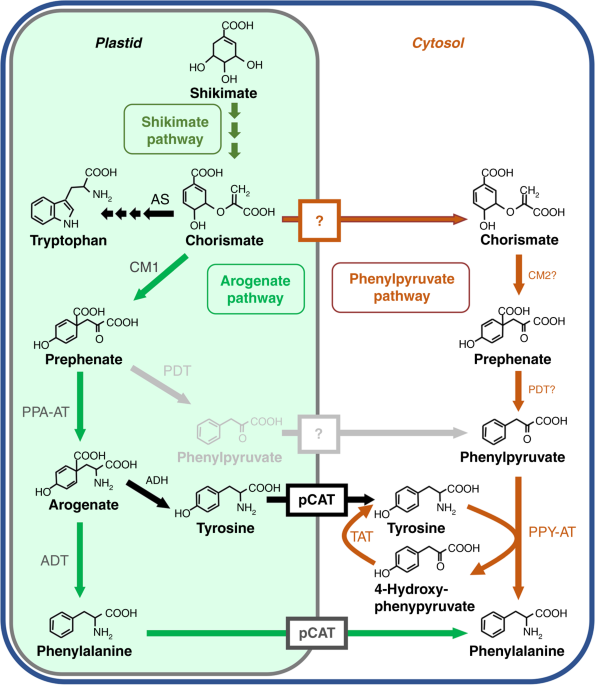 Structure and function of a complex between chorismate mutase and