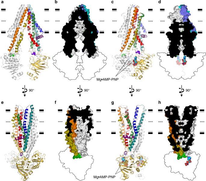 Inward And Outward Facing X Ray Crystal Structures Of Homodimeric P Glycoprotein Cmabcb1 Nature Communications