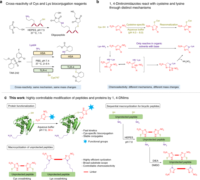 Dinitroimidazoles As Bifunctional Bioconjugation Reagents For Protein Functionalization And Peptide Macrocyclization Nature Communications Dinitroimidazoles As Bifunctional Bioconjugation Reagents For Protein Functionalization And Peptide Macrocyclization Nature Communications