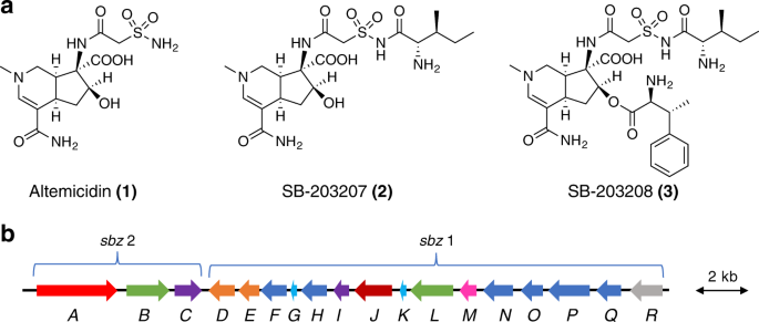 Aminoacyl Sulfonamide Assembly In Sb 203208 Biosynthesis - 
