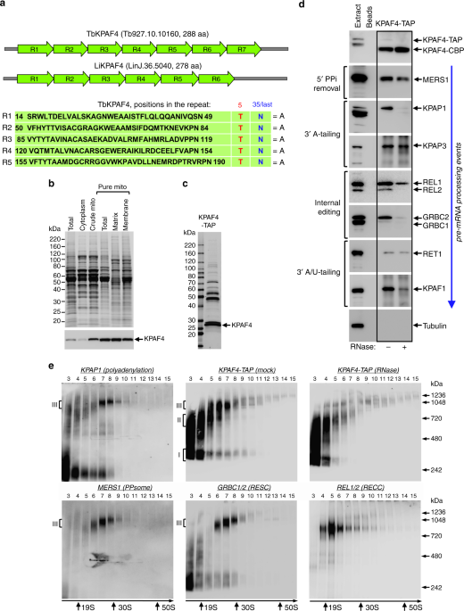 Fig. 1 41467_2018_8137_Fig1_HTML.png