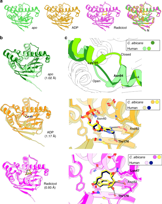 Structural basis for species selective tar ing of Hsp90 in a