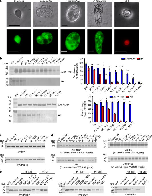 Efficient oral vaccination by bioengineering virus-like particles with protozoan surface proteins