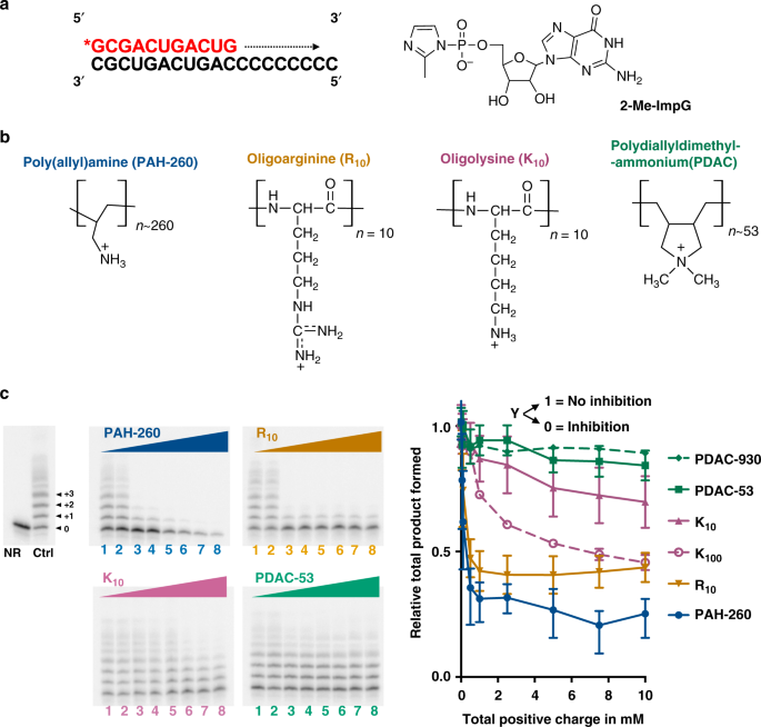 Template Directed Rna Polymerization And Enhanced Ribozyme Catalysis Inside Membraneless Compartments Formed By Coacervates Nature Communications