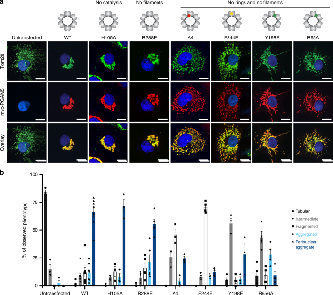 Functional role of PGAM5 multimeric assemblies and their polymerization
