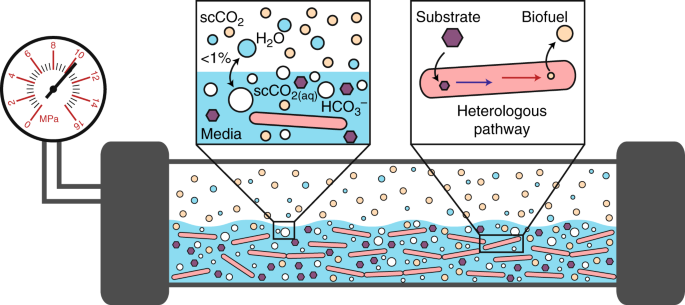 Engineered Microbial Biofuel Production And Recovery Under Supercritical Carbon Dioxide Nature Communications