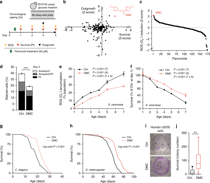 The flavonoid 4,4′-dimethoxychalcone promotes autophagy-dependent longevity across species