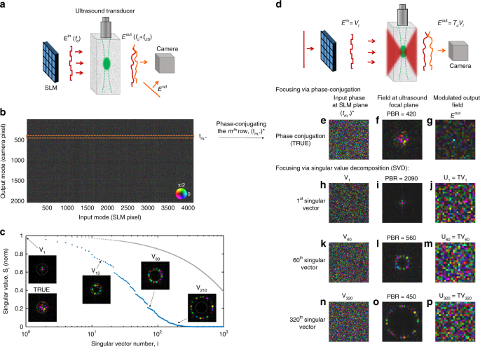 Fig. 1 41467_2019_8583_Fig1_HTML.png