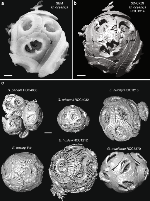 X Ray Nanotomography Of Coccolithophores Reveals That Coccolith Mass And Segment Number Correlate With Grid Size Nature Communications