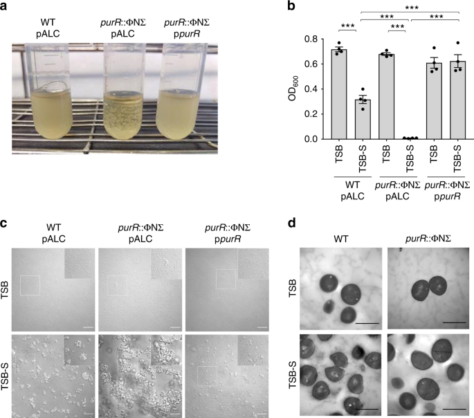 Stress-induced inactivation of the Staphylococcus aureus purine  biosynthesis repressor leads to hypervirulence