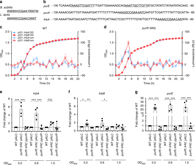 Stress-induced inactivation of the Staphylococcus aureus purine  biosynthesis repressor leads to hypervirulence