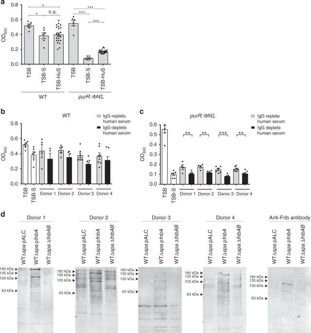 Stress-induced inactivation of the Staphylococcus aureus purine  biosynthesis repressor leads to hypervirulence