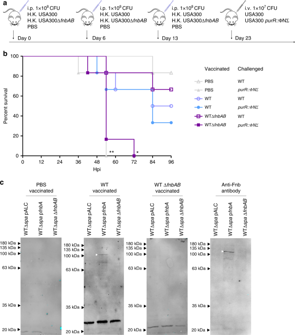 Stress-induced inactivation of the Staphylococcus aureus purine  biosynthesis repressor leads to hypervirulence