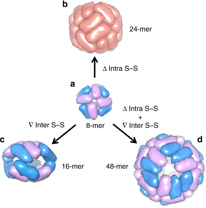 Disulfide Mediated Conversion Of 8 Mer Bowl Like Protein Architecture Into Three Different Nanocages Nature Communications Disulfide Mediated Conversion Of 8 Mer Bowl Like Protein Architecture Into Three Different Nanocages Nature Communications