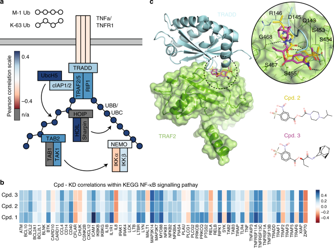 A Network Centric Approach To Drugging Tnf Induced Nf Kb Signaling Nature Communications