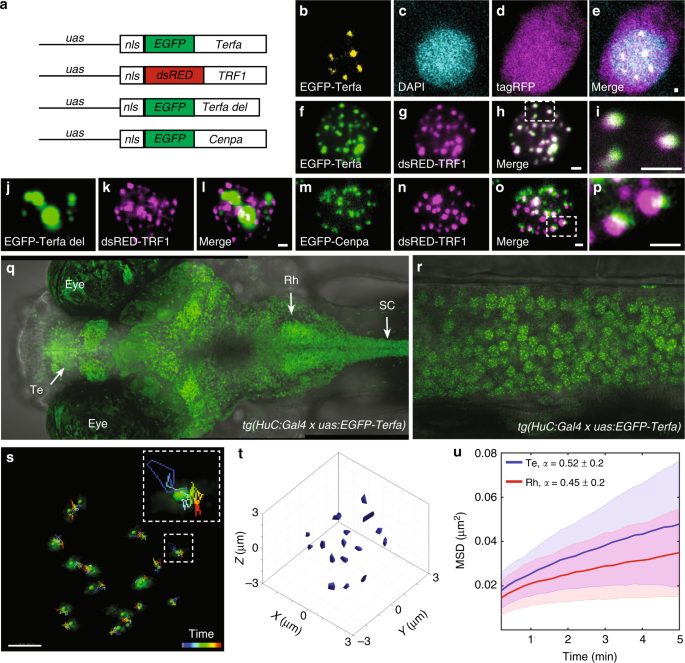 sleep increases chromosome dynamics to
