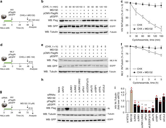 SUMO-2/3 siRNA (h), shRNA and Lentiviral Particle Gene Silencers