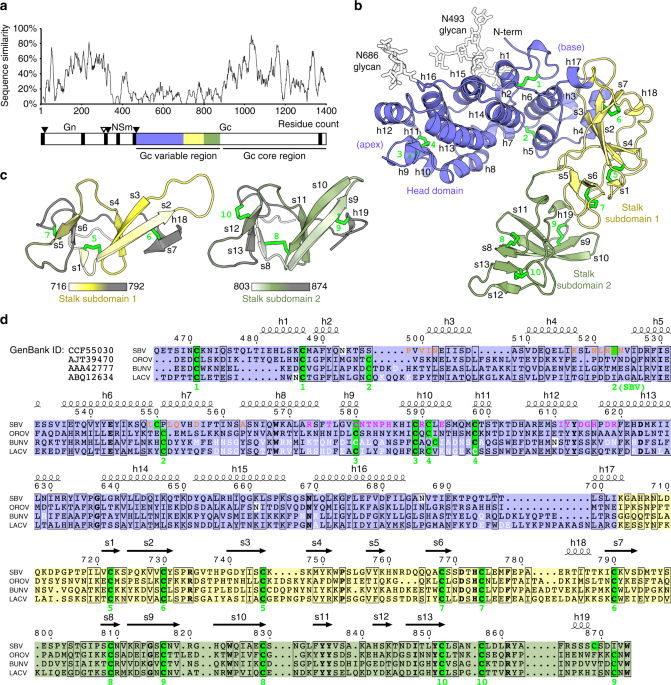 Orthobunyavirus spike architecture and recognition by neutralizing  antibodies | Nature Communications