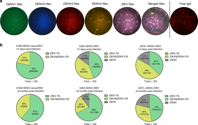 Impact Of Pre Existing Dengue Immunity On Human Antibody And Memory B Cell Responses To Zika Nature Communications