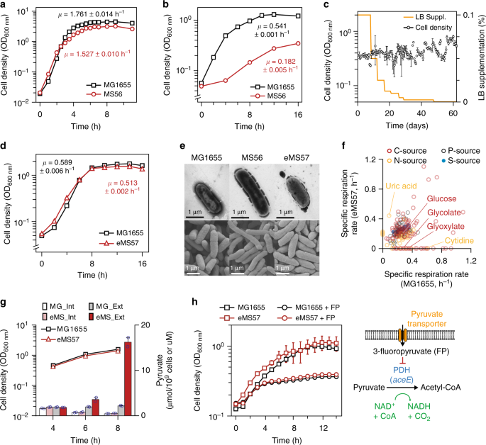 Adaptive Laboratory Evolution Of A Genome Reduced Escherichia Coli Nature Communications