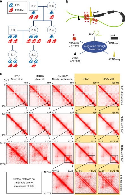 QnA VBage Subtle changes in chromatin loop contact propensity are associated with differential gene regulation and expression