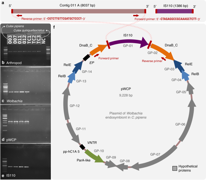 The Wolbachia Mobilome In Culex Pipiens Includes A Putative Plasmid Nature Communications