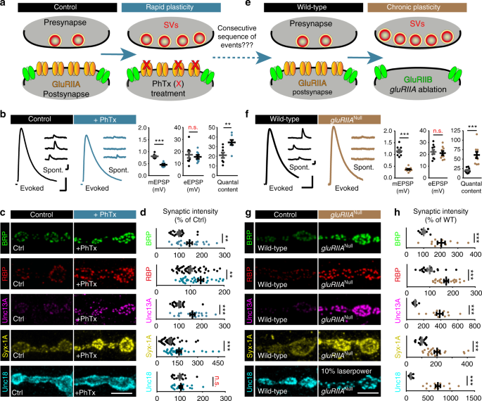 Rapid active zone remodeling consolidates presynaptic potentiation | Nature  Communications