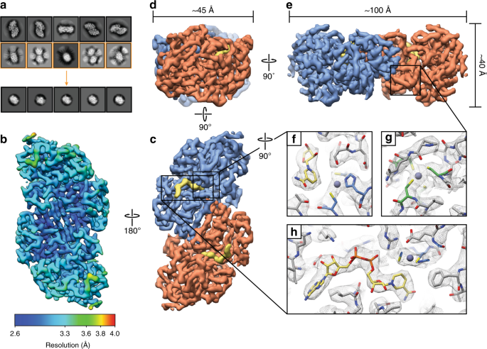 High Resolution Structure Determination Of Sub 100 Kda Complexes Using Conventional Cryo Em Nature Communications