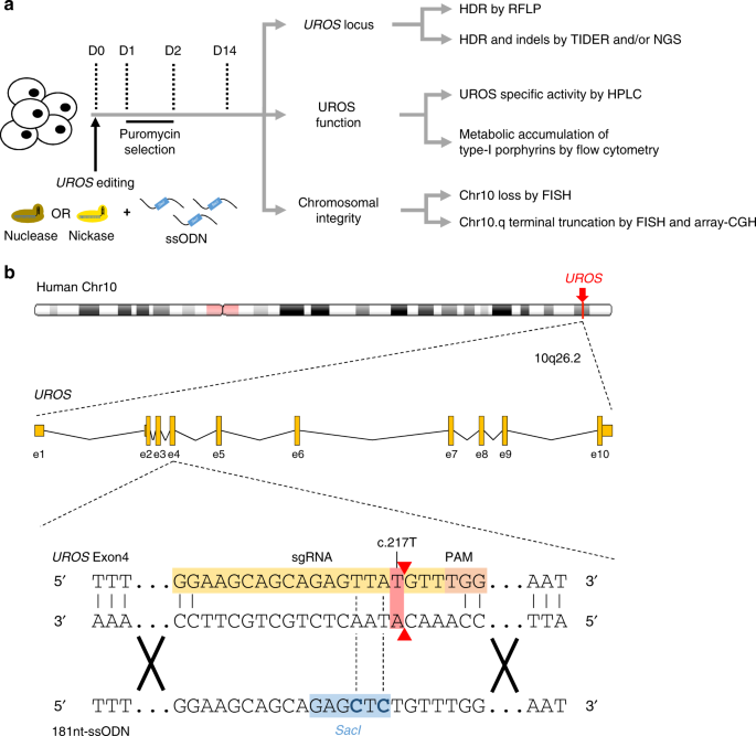 CRISPR-Cas9 genome editing induces megabase-scale chromosomal truncations |  Nature Communications