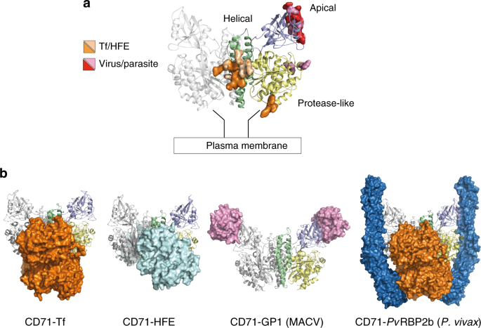 Cryo Em Structure Of The Human Ferritin Transferrin Receptor 1 Complex Nature Communications