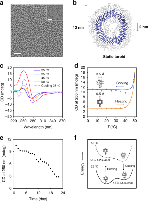 Autonomous helical propagation of active toroids with mechanical action ...