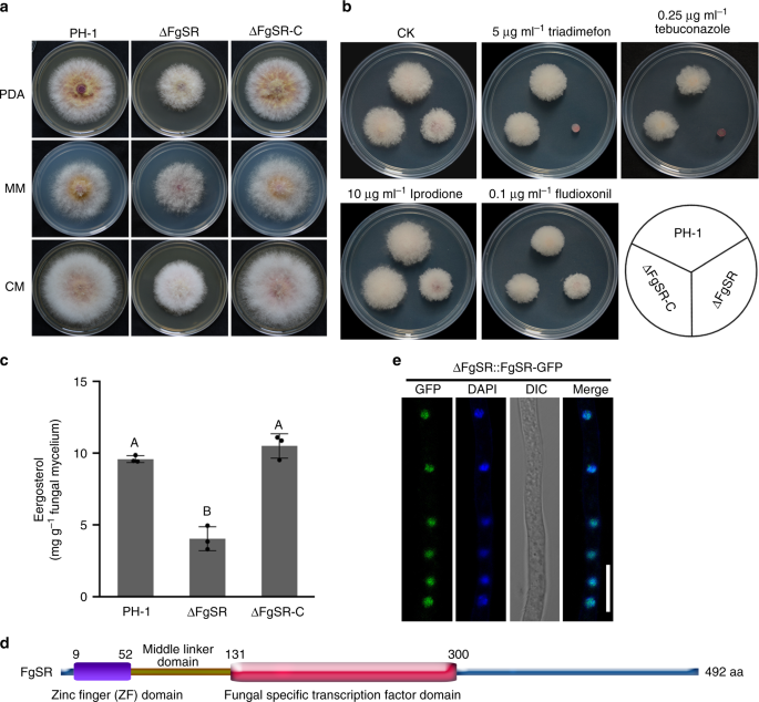 A phosphorylated transcription factor regulates sterol 