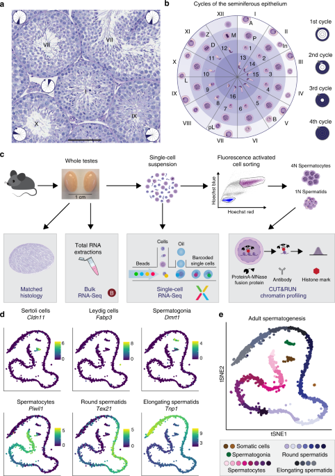 Staged developmental mapping and X chromosome transcriptional dynamics  during mouse spermatogenesis | Nature Communications